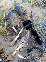 Coprinus calyptratus