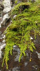 Coprosma perpusilla subantarctica