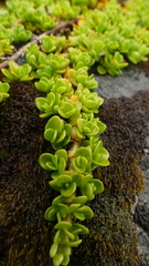 Coprosma perpusilla subantarctica