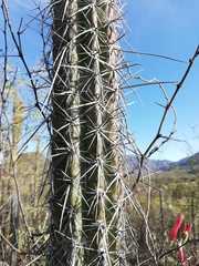 Lemaireocereus hollianus