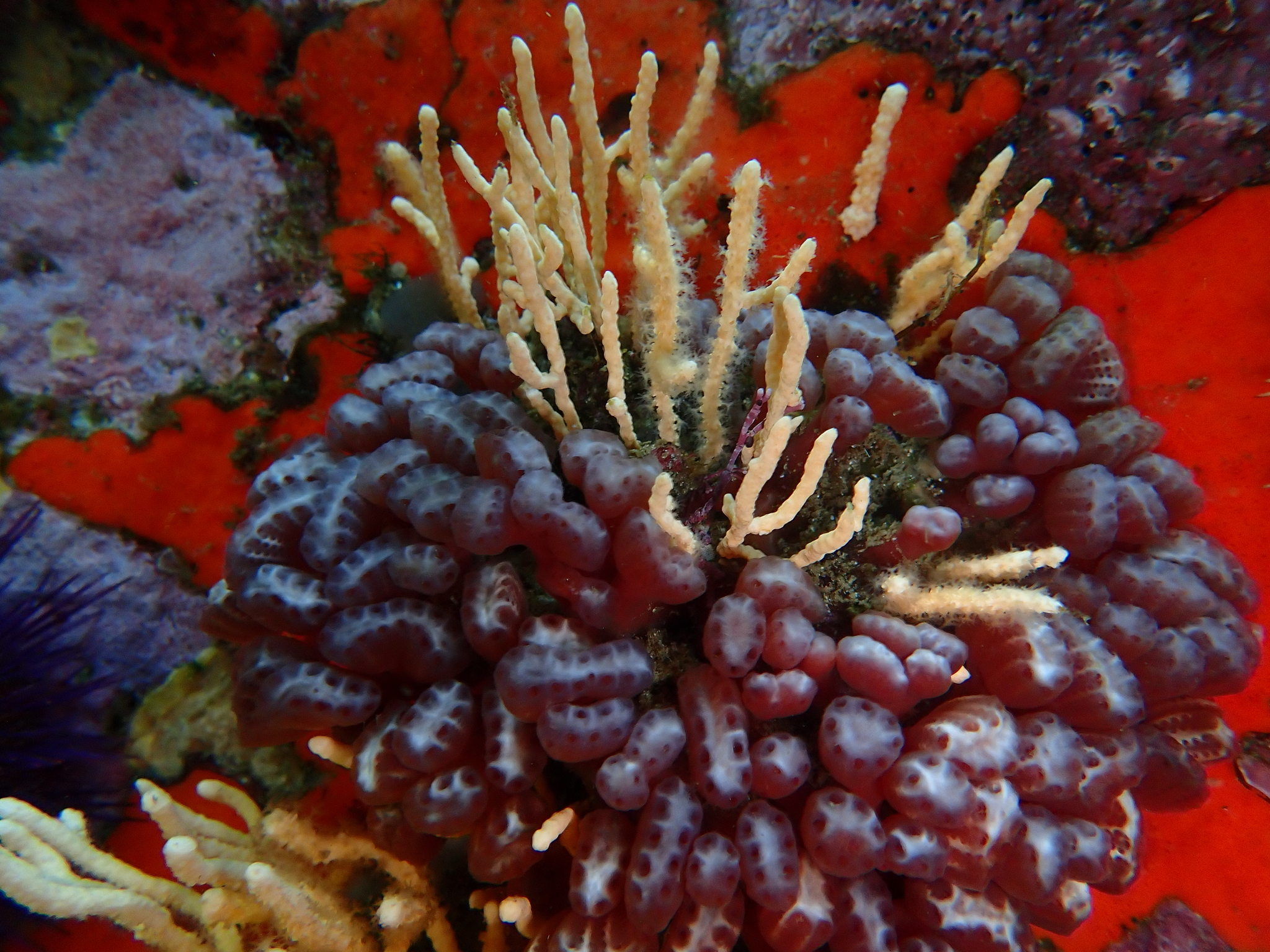 Sycozoa arborescens Hartmeyer, 1912
