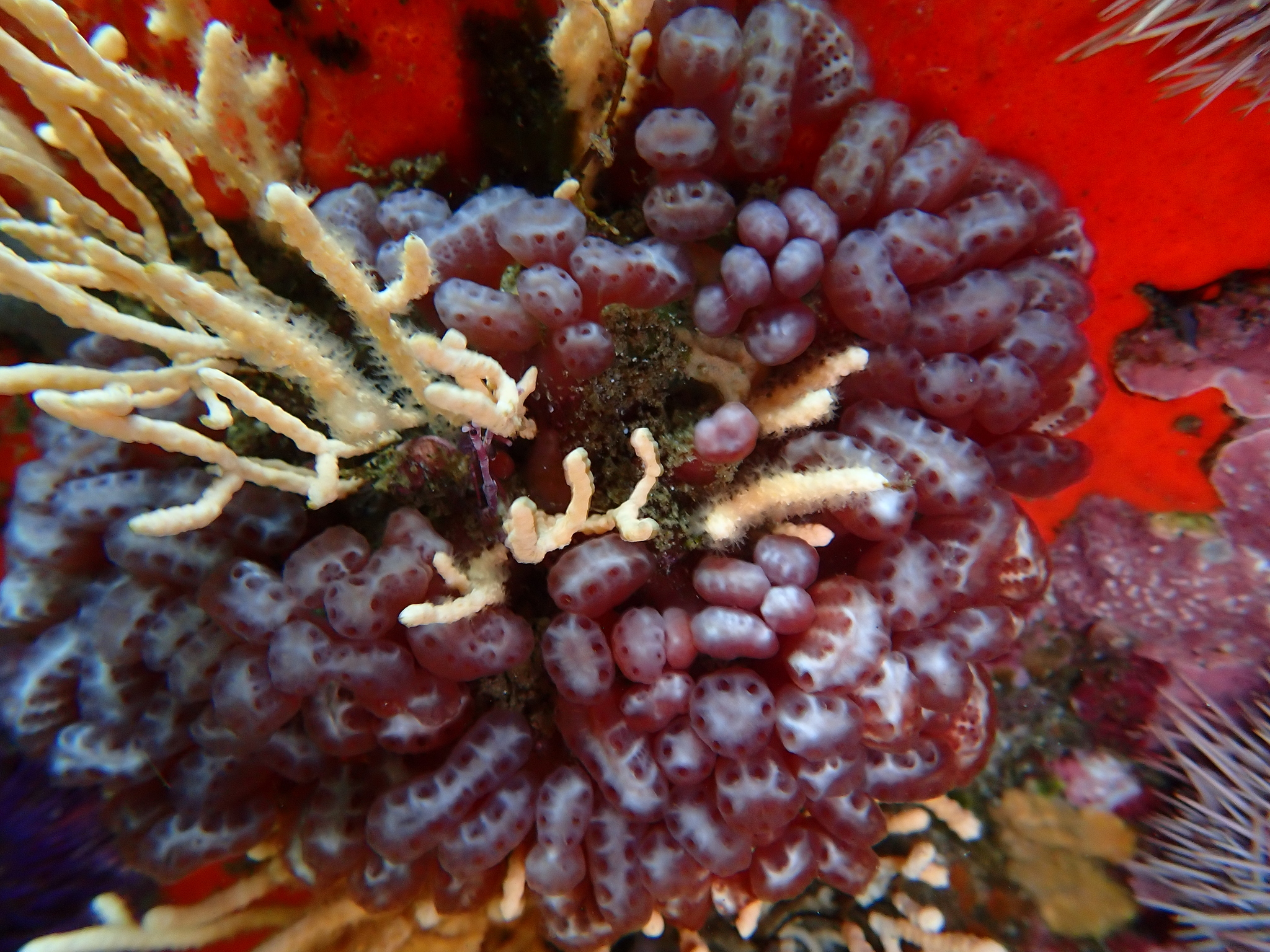 Sycozoa arborescens Hartmeyer, 1912