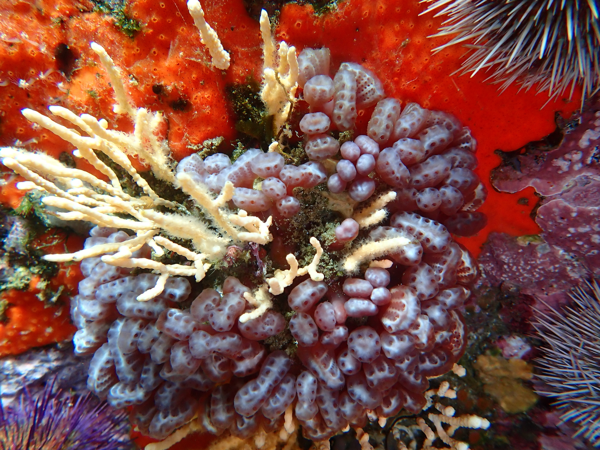 Sycozoa arborescens Hartmeyer, 1912