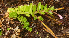 Epilobium confertifolium