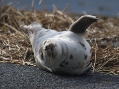 Pagophilus groenlandicus