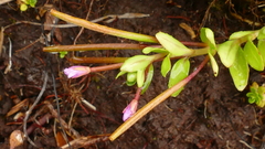Epilobium confertifolium