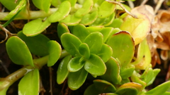 Epilobium confertifolium