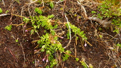 Epilobium confertifolium