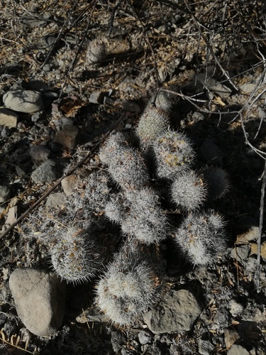 Mammillaria haageana
