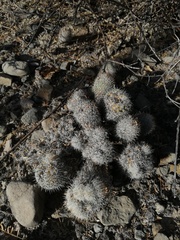 Mammillaria haageana meissneri