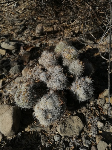 Mammillaria haageana