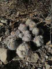 Mammillaria haageana meissneri