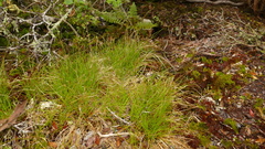 Carex erebus
