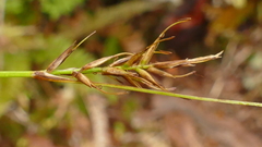 Carex erebus