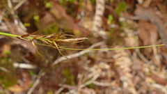 Carex erebus