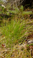 Carex erebus