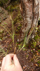 Carex erebus