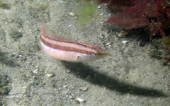 Suezichthys devisi