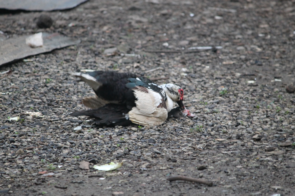 Muscovy Duck (Cairina moschata)