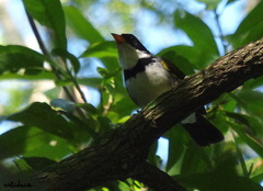 Arremon flavirostris