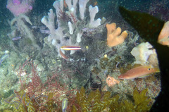 Austrolabrus maculatus