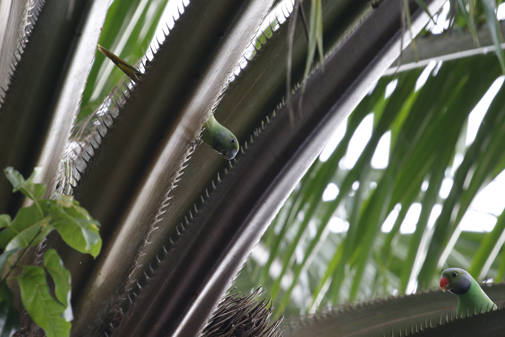 Layard's Parakeet (Psittacula calthrapae), photo 8