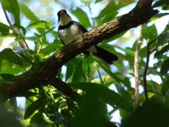 Arremon flavirostris