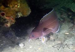 Lotella rhacina