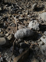 Mammillaria haageana meissneri