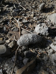Mammillaria haageana meissneri