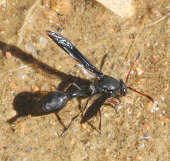 Delta emarginatum