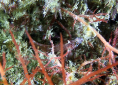 Enneapterygius atrogulare