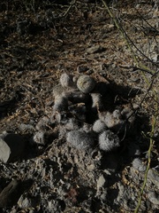 Mammillaria haageana meissneri