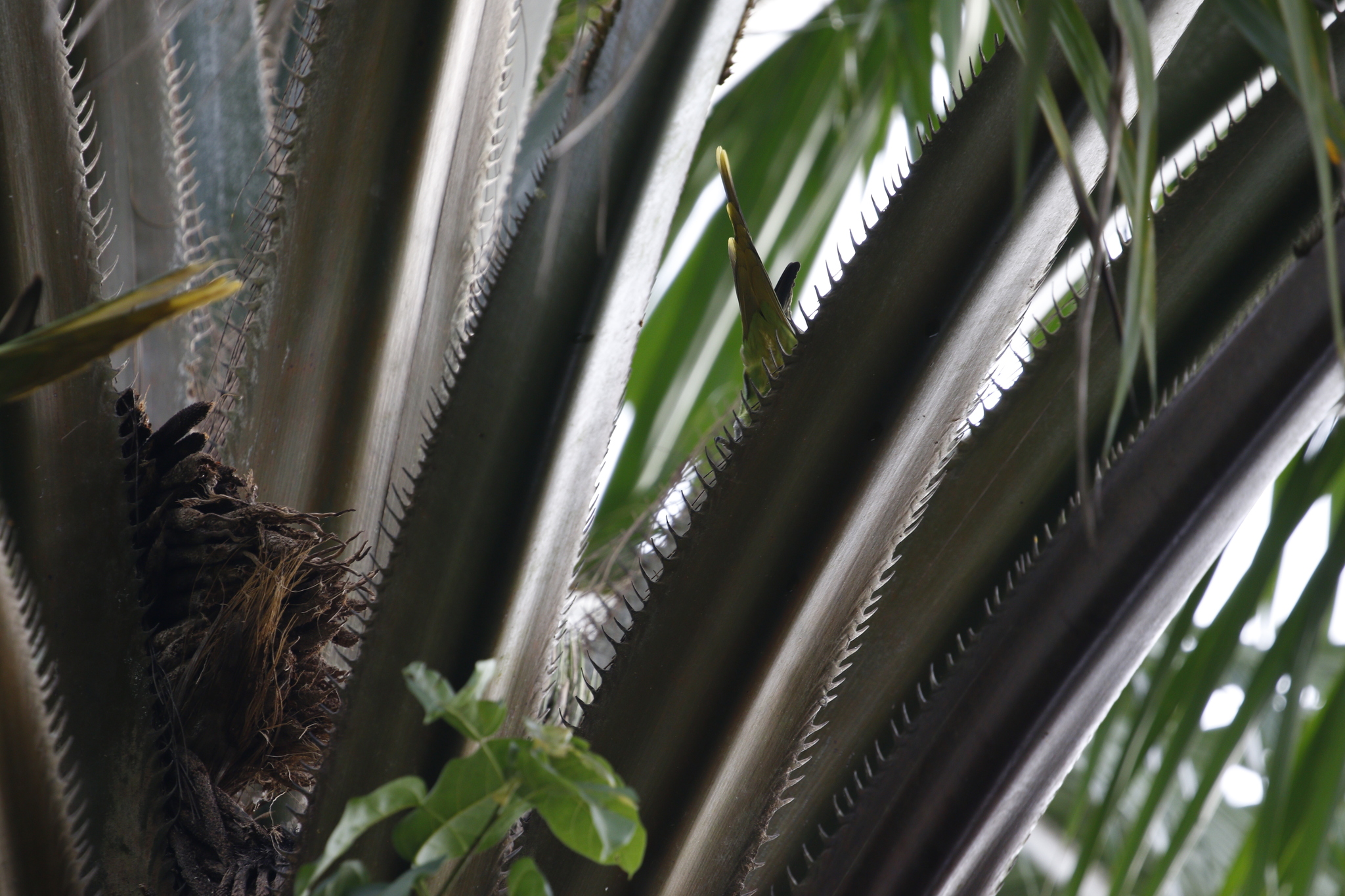 Layard's Parakeet (Psittacula calthrapae), photo 9