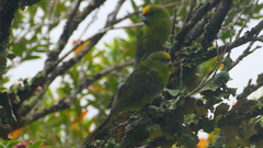 Cyanoramphus auriceps