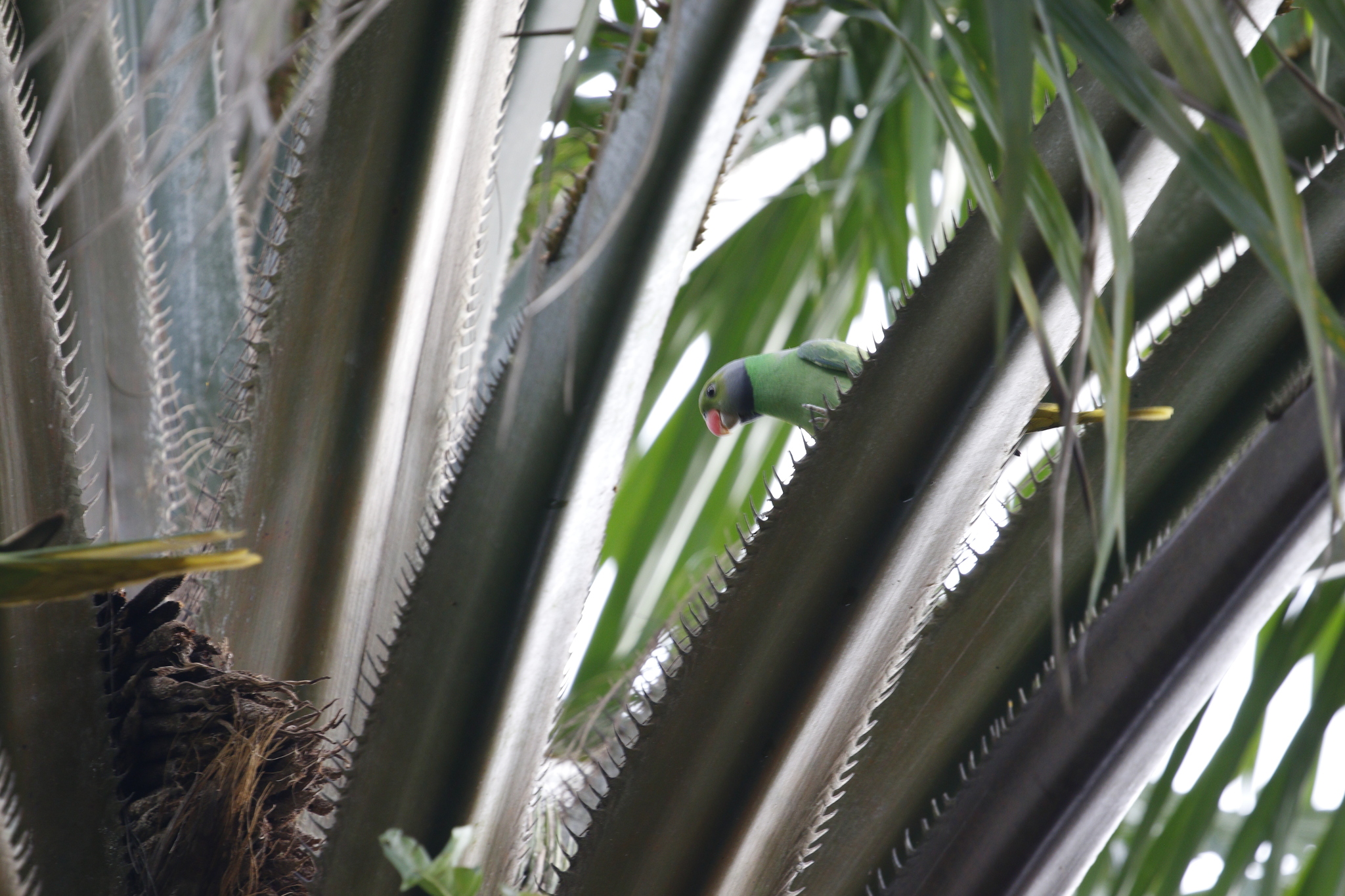 Layard's Parakeet (Psittacula calthrapae), photo 10