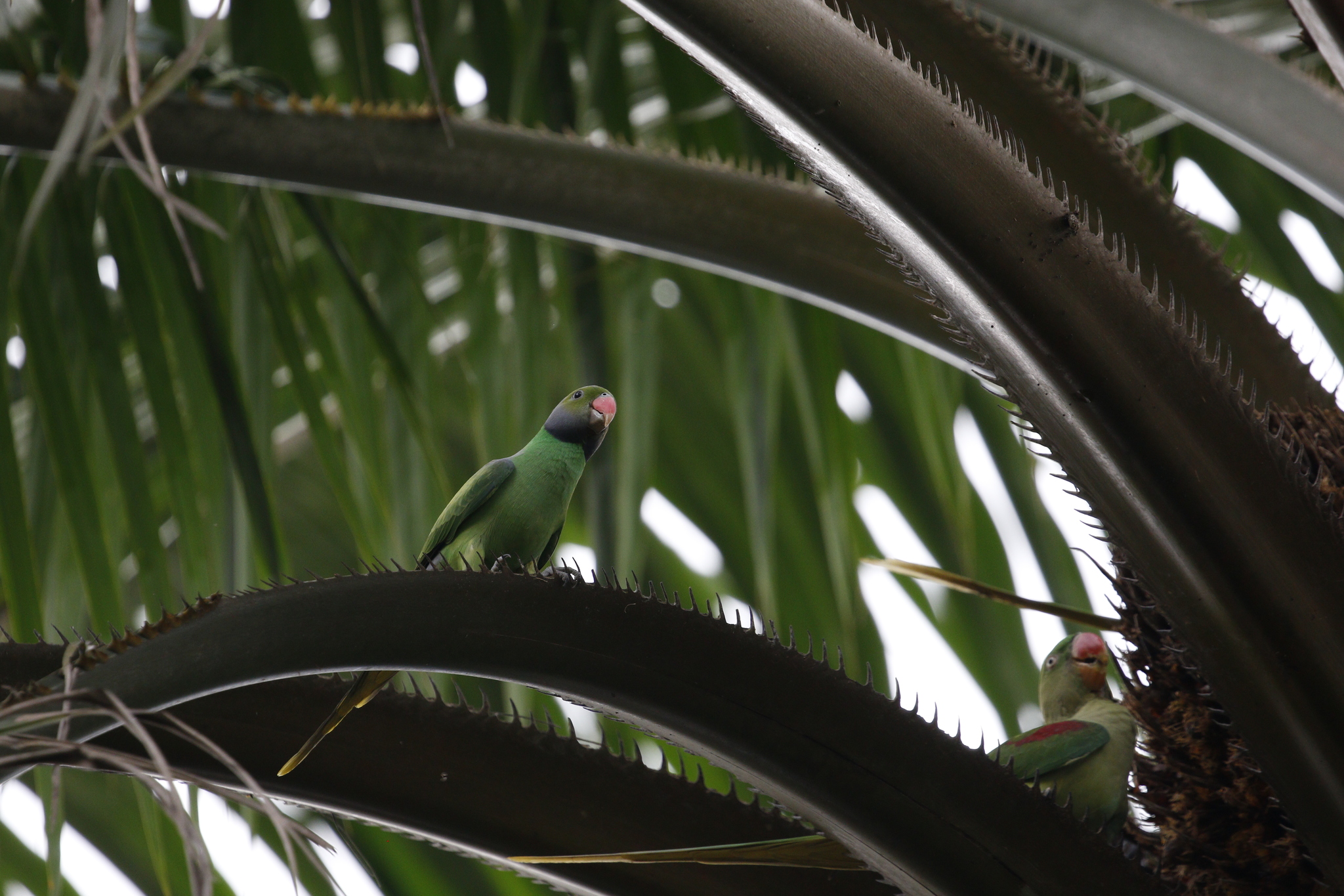 Layard's Parakeet (Psittacula calthrapae), photo 5