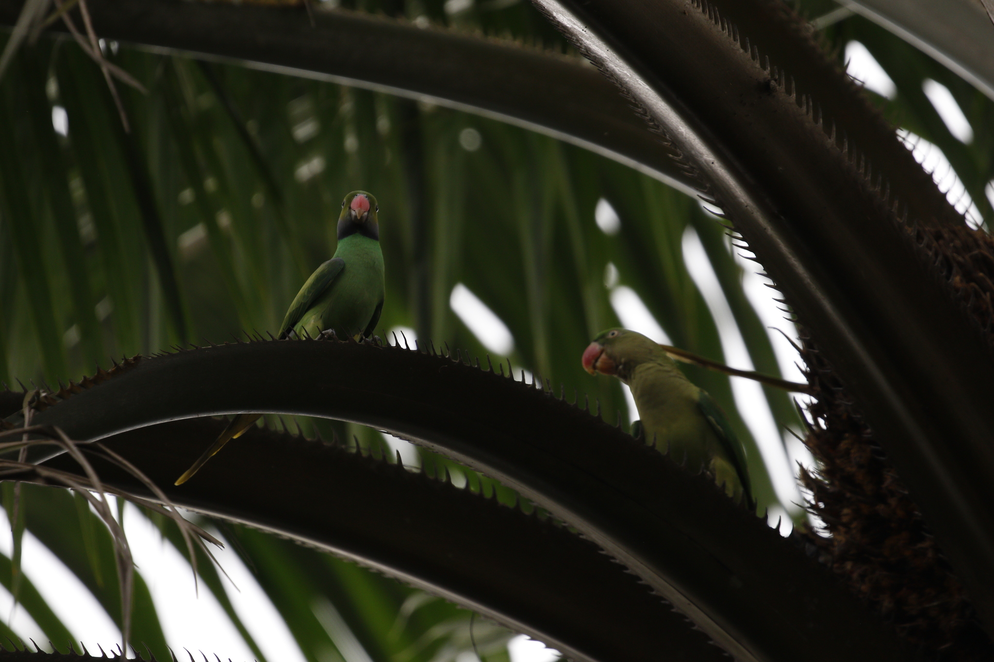 Layard's Parakeet (Psittacula calthrapae), photo 6