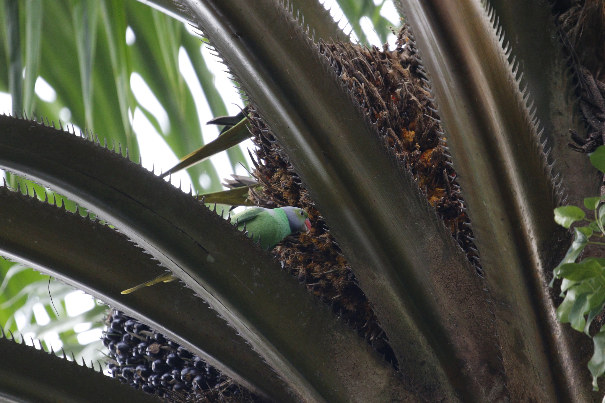 Layard's Parakeet (Psittacula calthrapae), photo 7