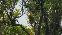 Cyanoramphus auriceps