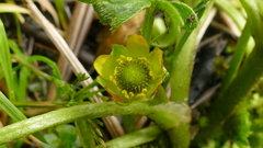Ranunculus pinguis