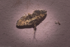 Nacoleia amphicedalis