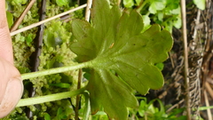 Ranunculus pinguis