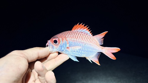 Violette soldatenvis (Myripristis violacea) — Holocentridae — 2