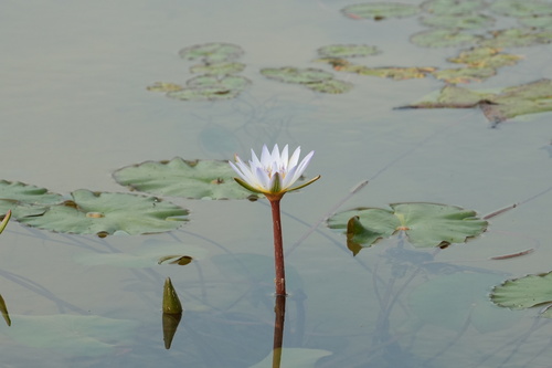 Nymphaea daubenyana observed 2026-02-01