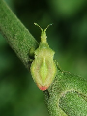 Lophoscutus