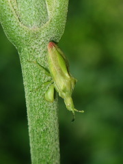 Lophoscutus