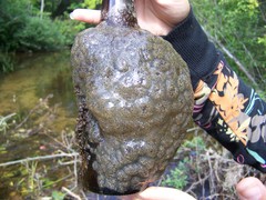 Pectinatella magnifica