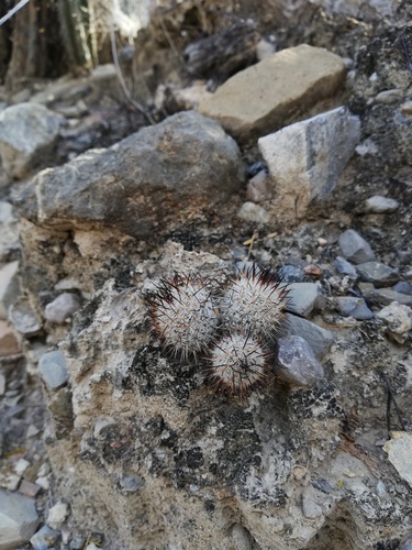 Mammillaria haageana