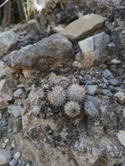 Mammillaria haageana meissneri